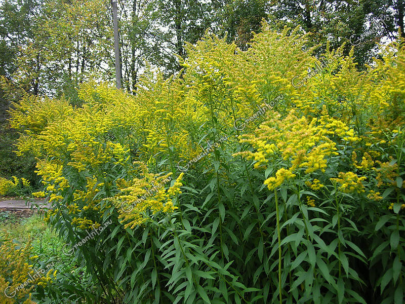 Goldenrod (Solidago canadensis, spp.) Your friend in the fight against chronic fatigue, also a remedy for cat allergies - Nutrition, Biology, Healthy lifestyle, Goldenrod, Canadian goldenrod, Diet, Sports Tips, Slimming, Proper nutrition, Allergy, Excess weight, Exercises, Video, Longpost