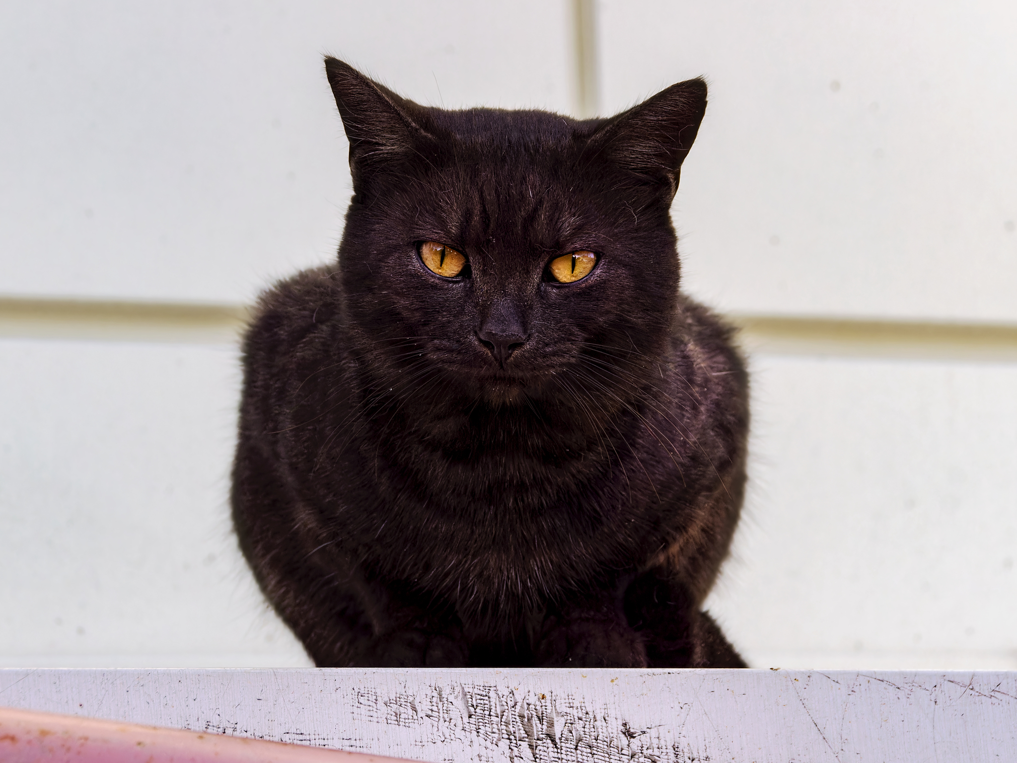 Black morning - My, The photo, Canon, Street photography, City walk, cat, Black cat, Morning, Autumn