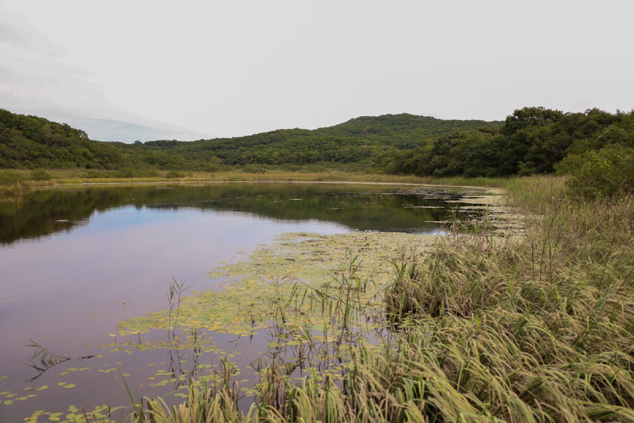 Lake Zarya - a relict gathering of flora and fauna. Primorsky Krai Reserve - My, Reserves and sanctuaries, Relics, Tourism, Video, Vertical video, Longpost