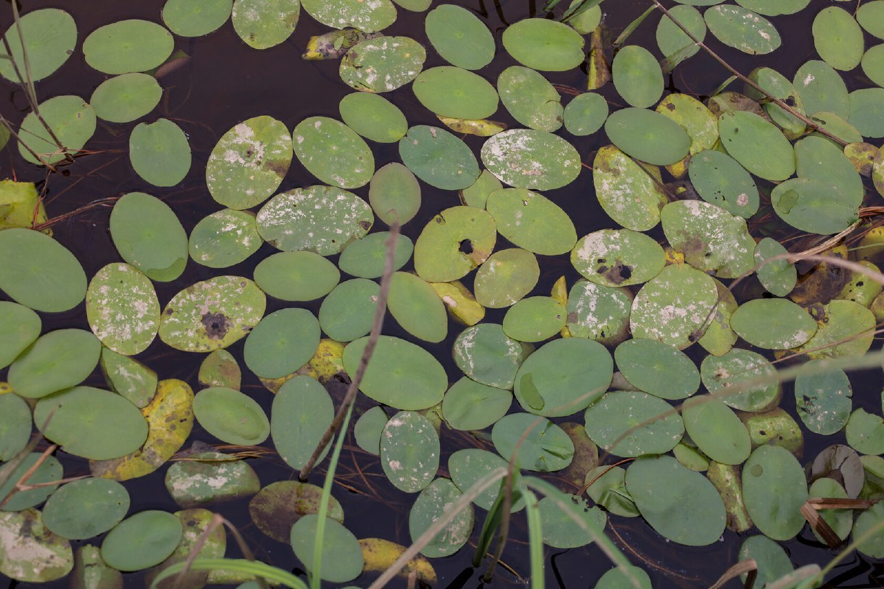 Lake Zarya - a relict gathering of flora and fauna. Primorsky Krai Reserve - My, Reserves and sanctuaries, Relics, Tourism, Video, Vertical video, Longpost