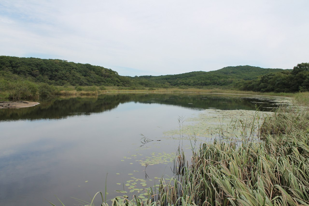 Lake Zarya - a relict gathering of flora and fauna. Primorsky Krai Reserve - My, Reserves and sanctuaries, Relics, Tourism, Video, Vertical video, Longpost