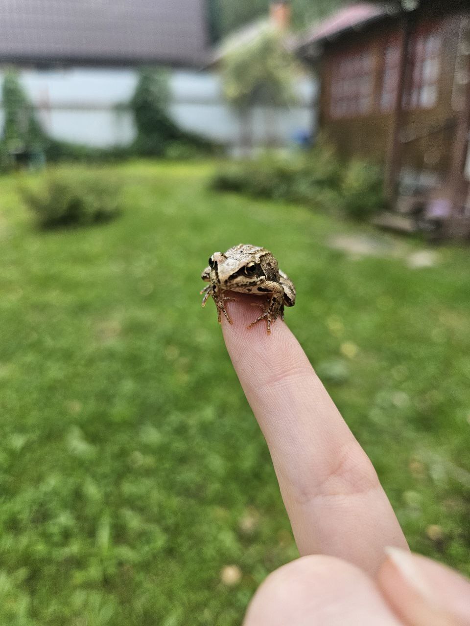 Wednesday and the mini frog - My, Wednesday, Frogs, It Is Wednesday My Dudes, Longpost, The photo