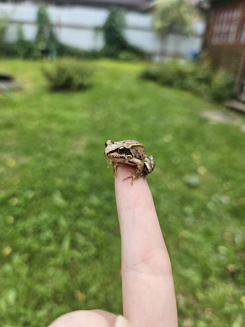 Wednesday and the mini frog - My, Wednesday, Frogs, It Is Wednesday My Dudes, Longpost, The photo