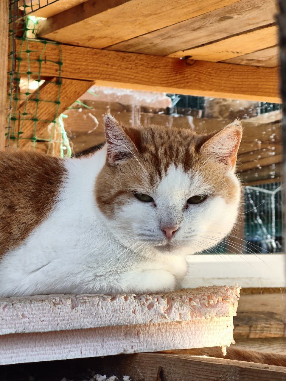 Faces of rescued cats from the dachas where I live - My, Dacha, Vertical video, cat, Tosno, Longpost, Helping animals, Animal Rescue, Kittens, Found a home, The photo