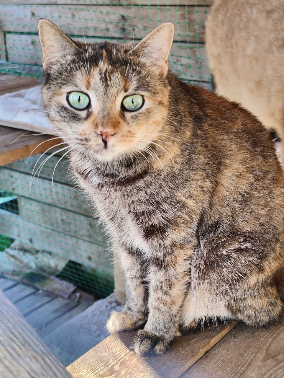 Faces of rescued cats from the dachas where I live - My, Dacha, Vertical video, cat, Tosno, Longpost, Helping animals, Animal Rescue, Kittens, Found a home, The photo