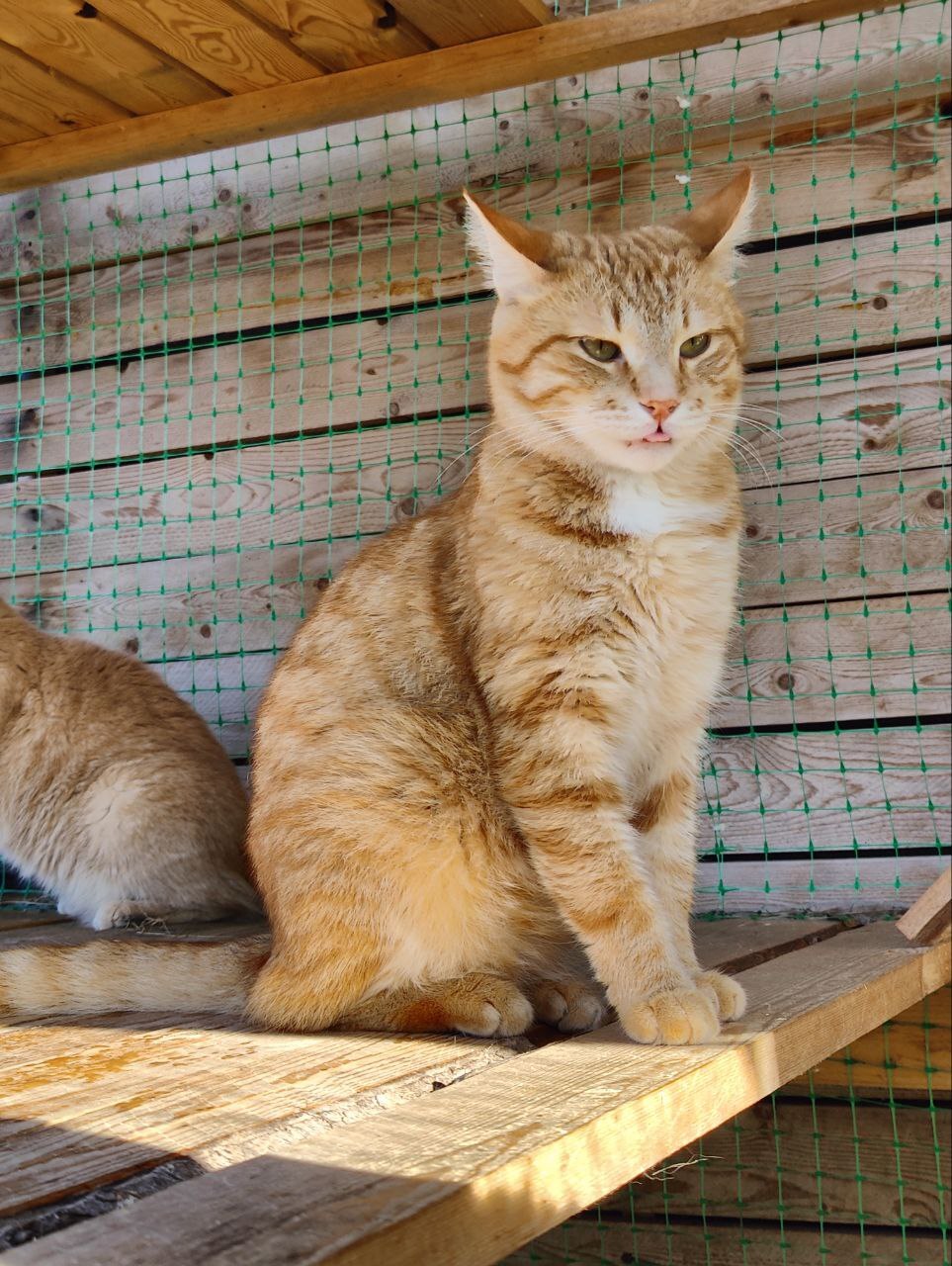 Faces of rescued cats from the dachas where I live - My, Dacha, Vertical video, cat, Tosno, Longpost, Helping animals, Animal Rescue, Kittens, Found a home, The photo