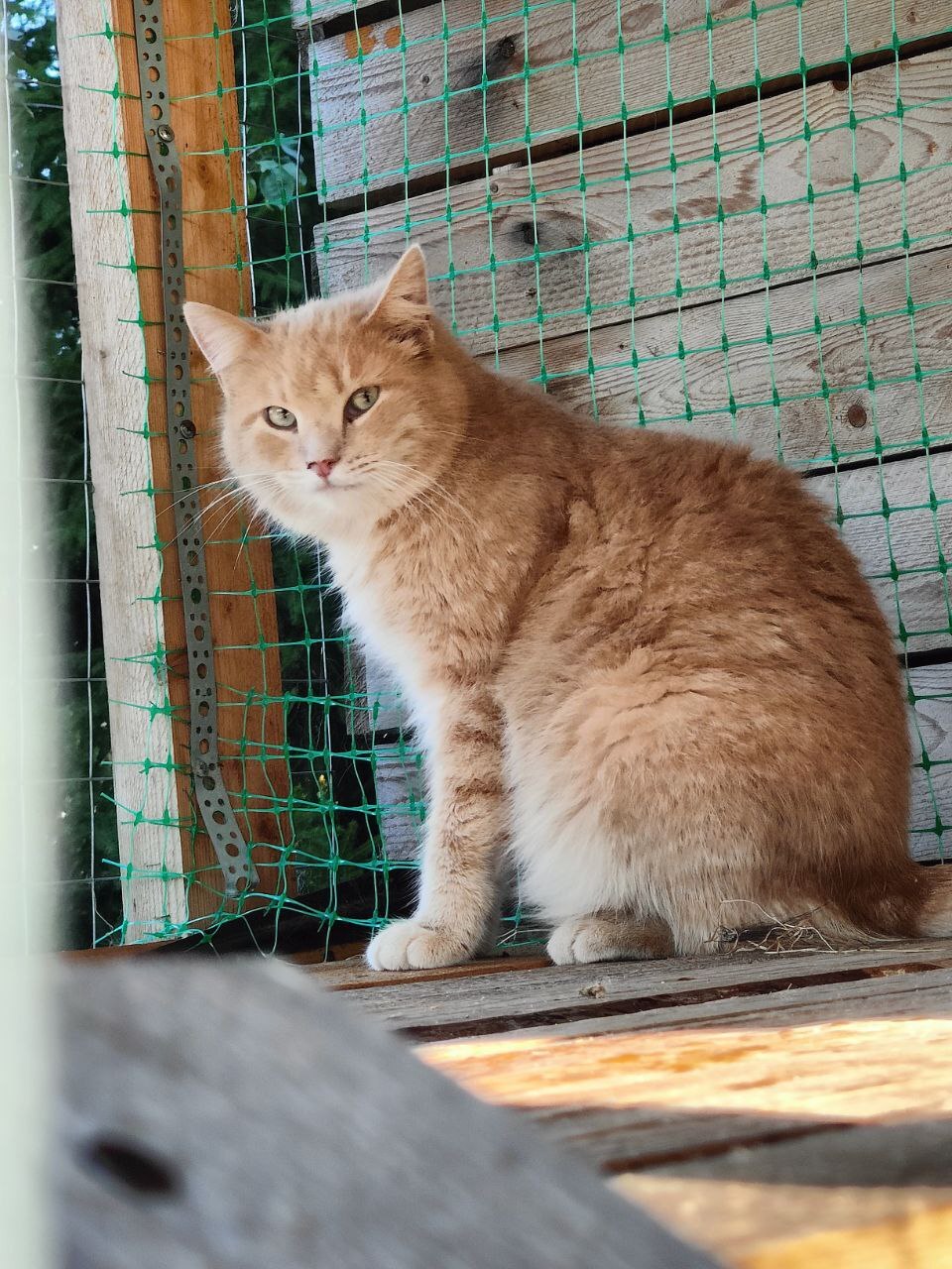 Faces of rescued cats from the dachas where I live - My, Dacha, Vertical video, cat, Tosno, Longpost, Helping animals, Animal Rescue, Kittens, Found a home, The photo