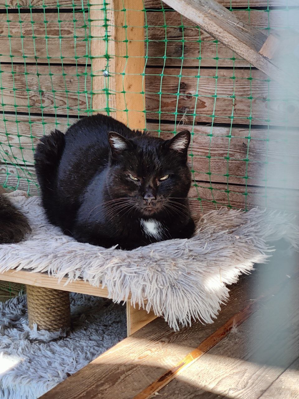 Faces of rescued cats from the dachas where I live - My, Dacha, Vertical video, cat, Tosno, Longpost, Helping animals, Animal Rescue, Kittens, Found a home, The photo