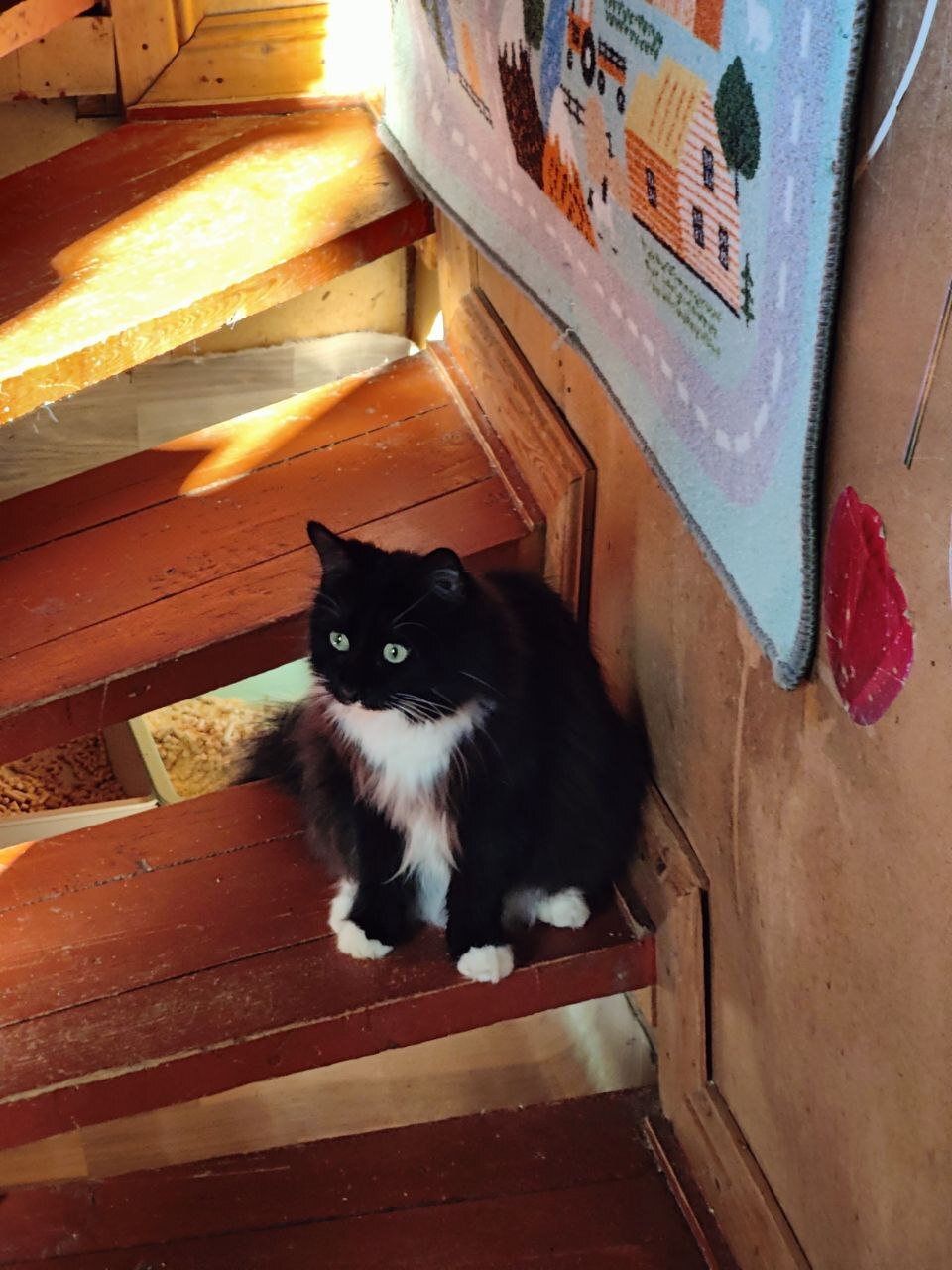 Faces of rescued cats from the dachas where I live - My, Dacha, Vertical video, cat, Tosno, Longpost, Helping animals, Animal Rescue, Kittens, Found a home, The photo