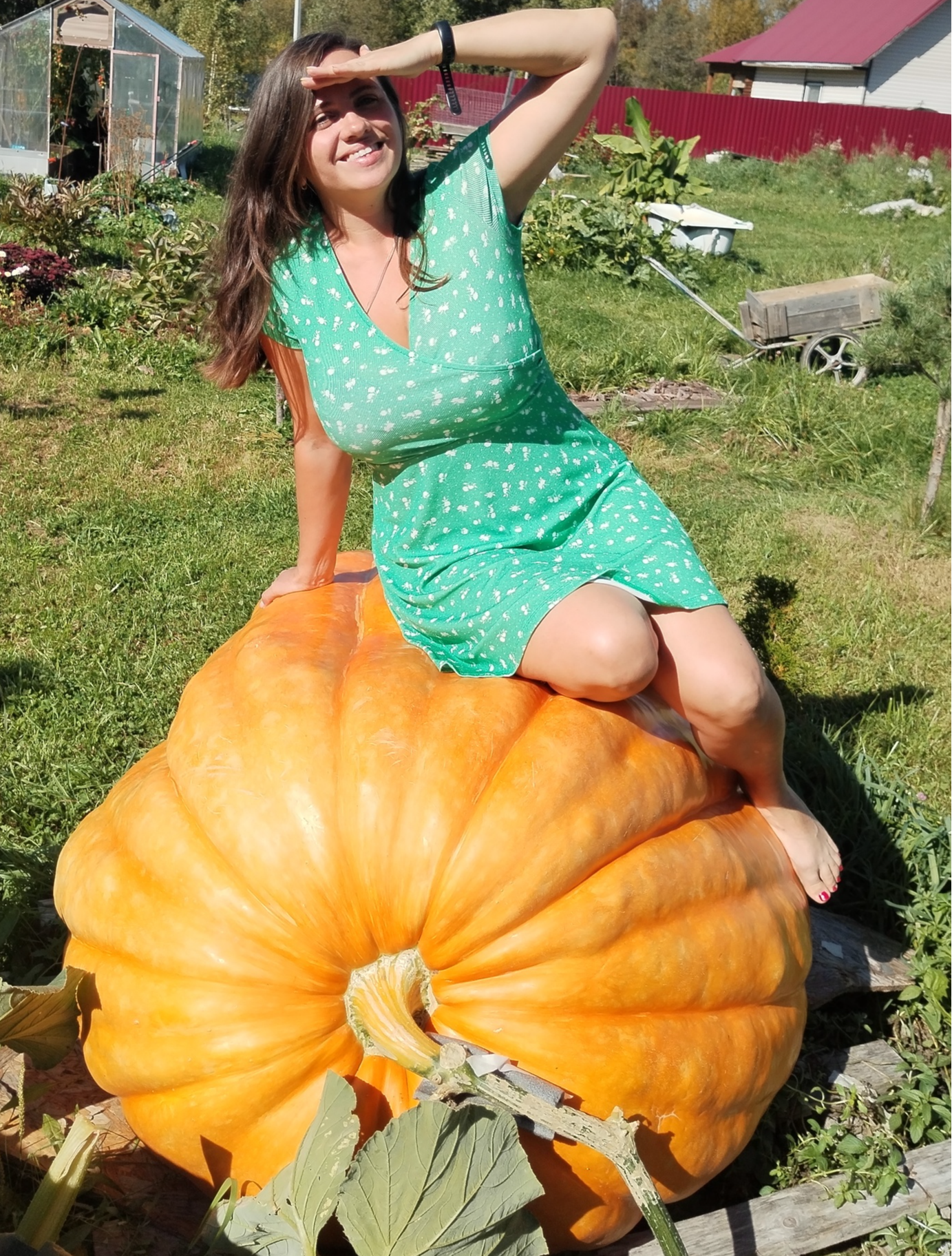 A giant pumpkin weighing 350 kg was sent to Kazakhstan. Video of loading - My, Garden, Pumpkin, Giant pumpkin, Giants, Gigantomania, Vegetables, Video, Video VK, Longpost