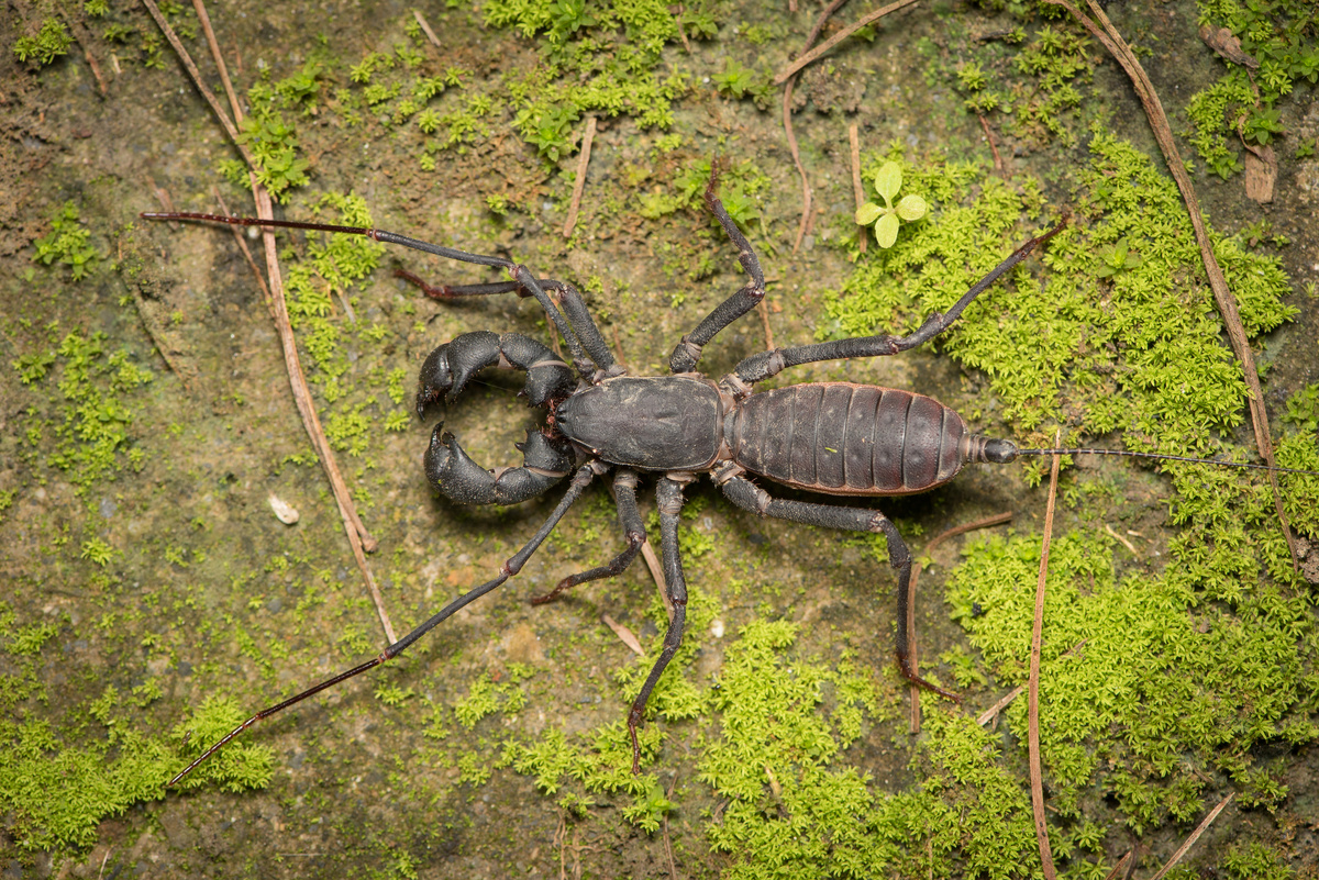 Giant Phone: Between a Spider and a Scorpion. A fiend that can splash you with scorching acid - Arachnids, Animals, Wild animals, Yandex Zen, Yandex Zen (link), Longpost, Phones, Arthropods