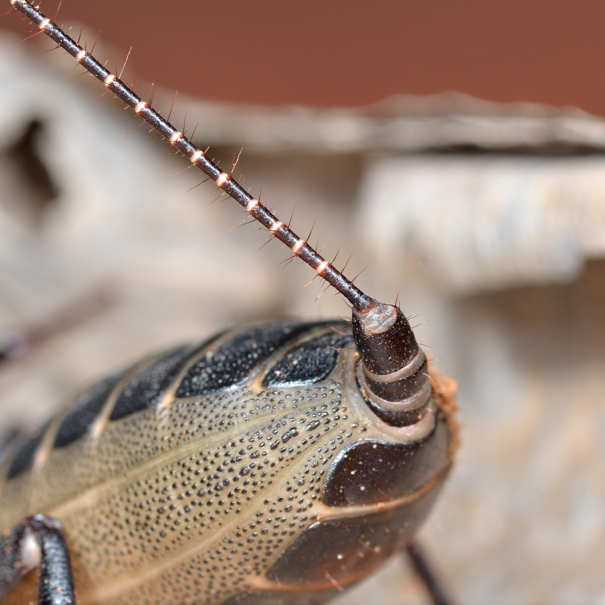 Giant Phone: Between a Spider and a Scorpion. A fiend that can splash you with scorching acid - Arachnids, Animals, Wild animals, Yandex Zen, Yandex Zen (link), Longpost, Phones, Arthropods