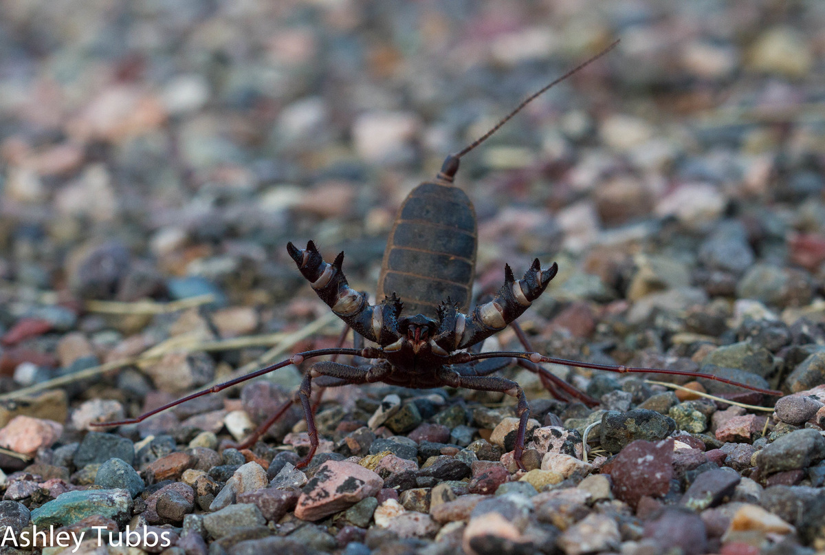 Giant Phone: Between a Spider and a Scorpion. A fiend that can splash you with scorching acid - Arachnids, Animals, Wild animals, Yandex Zen, Yandex Zen (link), Longpost, Phones, Arthropods