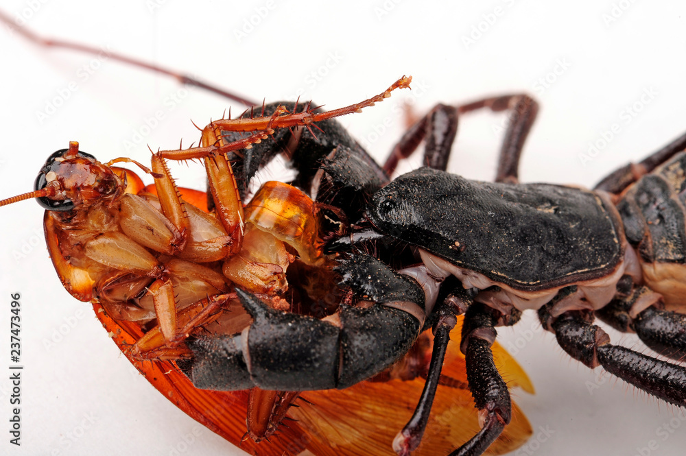 Giant Phone: Between a Spider and a Scorpion. A fiend that can splash you with scorching acid - Arachnids, Animals, Wild animals, Yandex Zen, Yandex Zen (link), Longpost, Phones, Arthropods