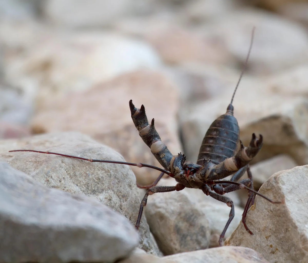 Giant Phone: Between a Spider and a Scorpion. A fiend that can splash you with scorching acid - Arachnids, Animals, Wild animals, Yandex Zen, Yandex Zen (link), Longpost, Phones, Arthropods