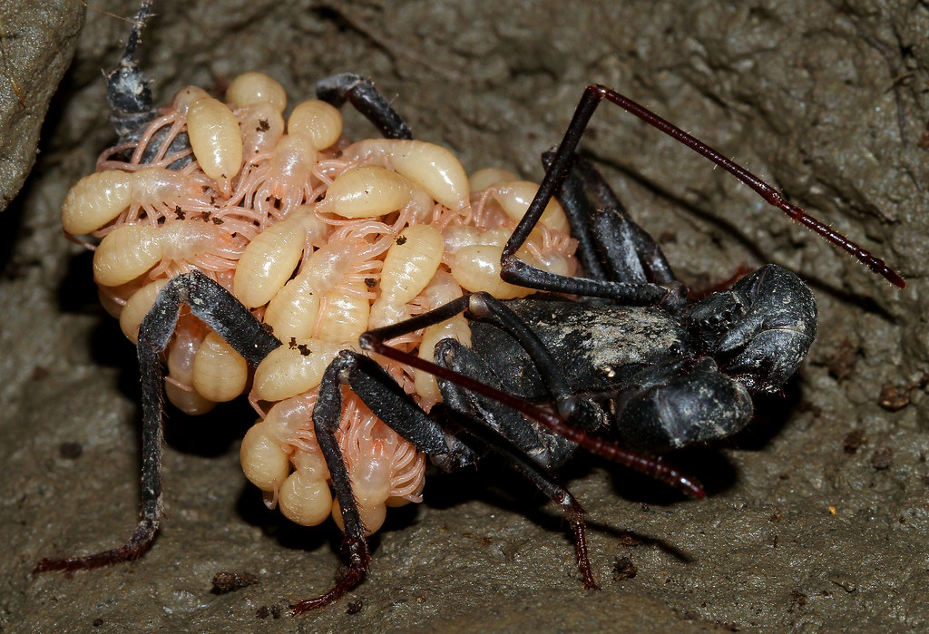 Giant Phone: Between a Spider and a Scorpion. A fiend that can splash you with scorching acid - Arachnids, Animals, Wild animals, Yandex Zen, Yandex Zen (link), Longpost, Phones, Arthropods