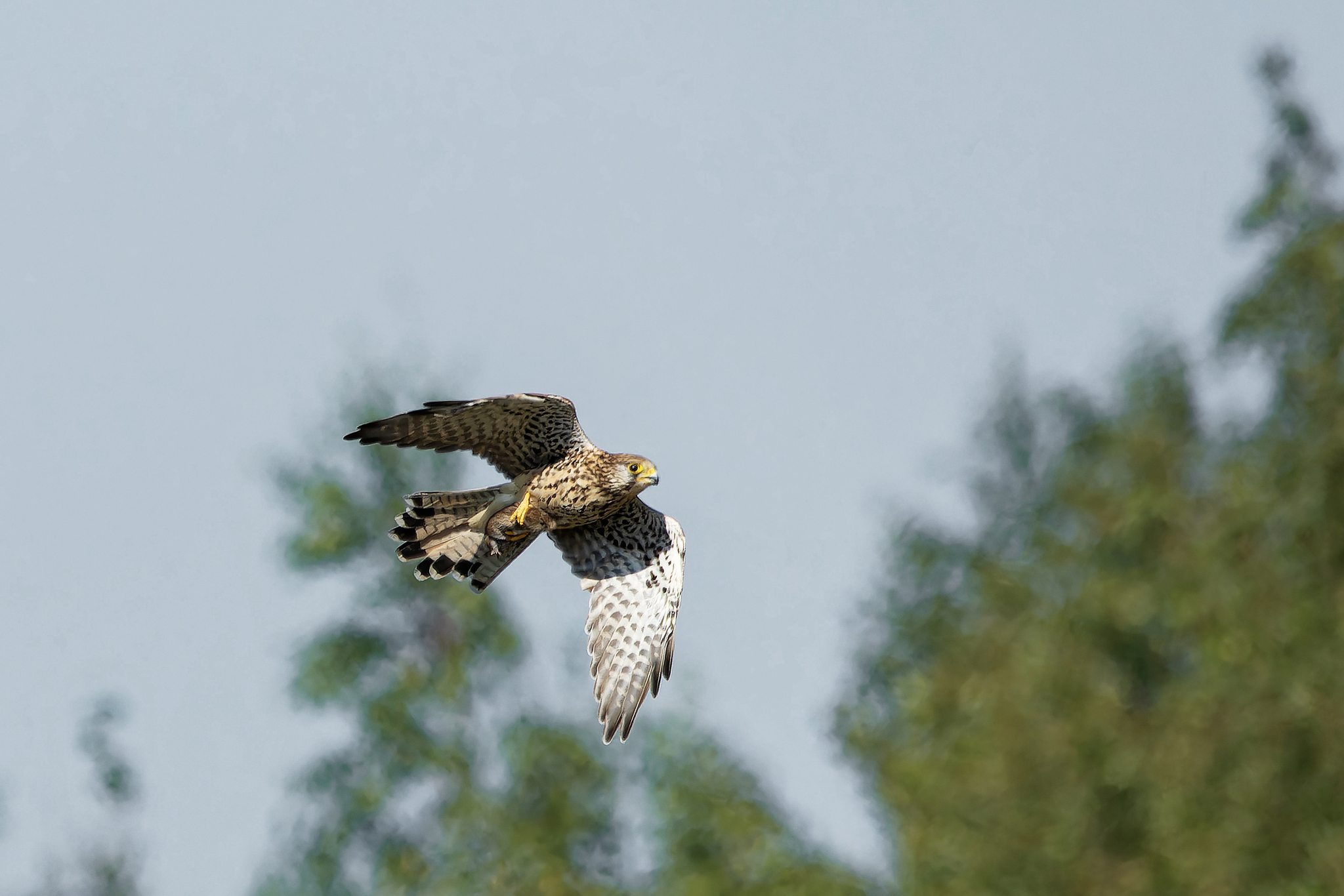 Falcon menu - My, Photo hunting, The nature of Russia, Birds, Nature, Autumn, Hobby, The photo, Bird watching, Kestrel, Ornithology