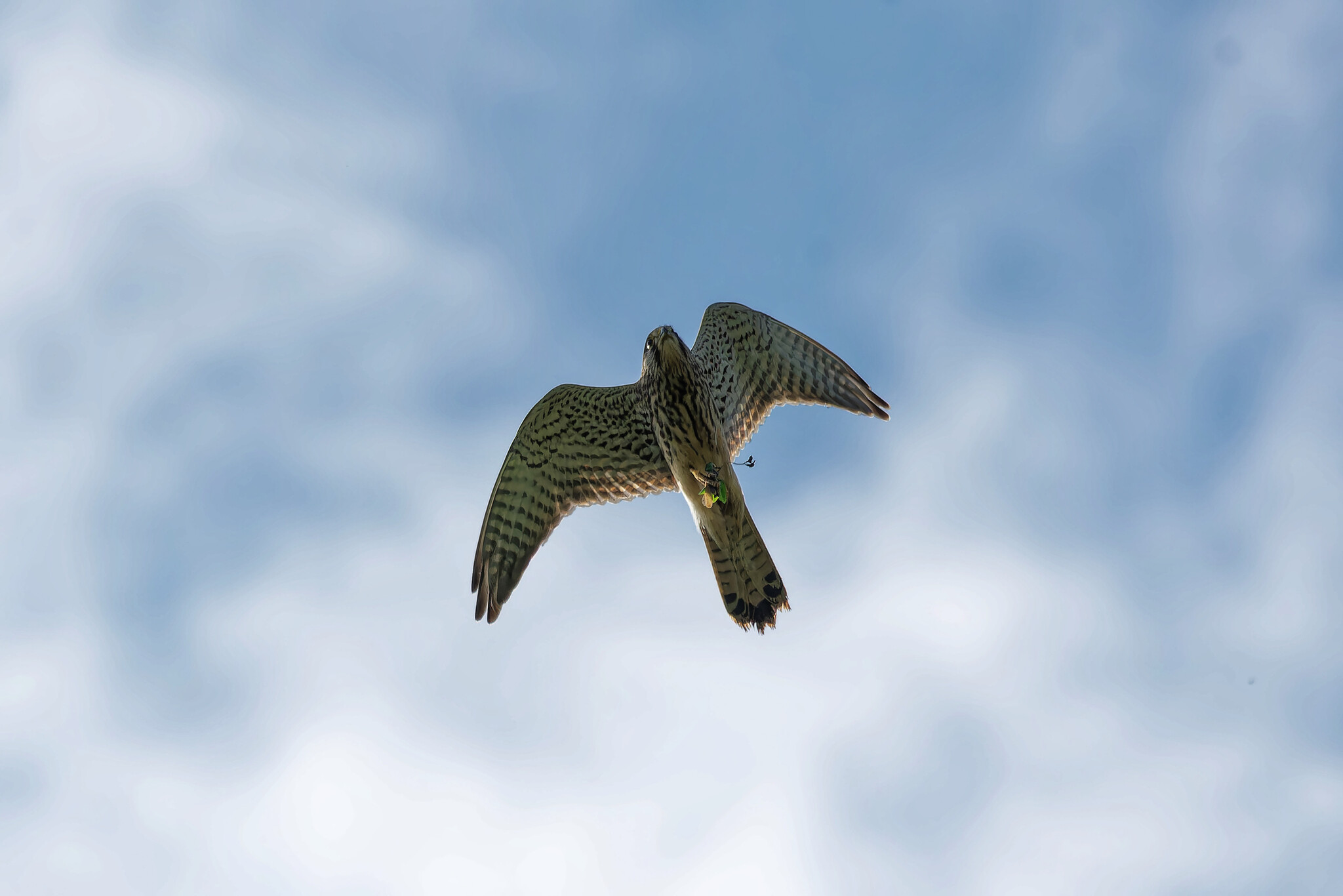 Falcon menu - My, Photo hunting, The nature of Russia, Birds, Nature, Autumn, Hobby, The photo, Bird watching, Kestrel, Ornithology