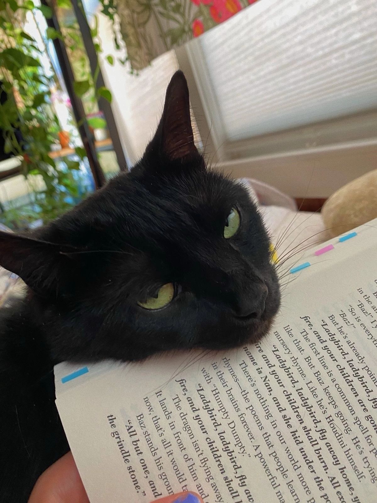 If you read a lot of books, you will soon go to Heaven... - The photo, cat, Animals, Black cat