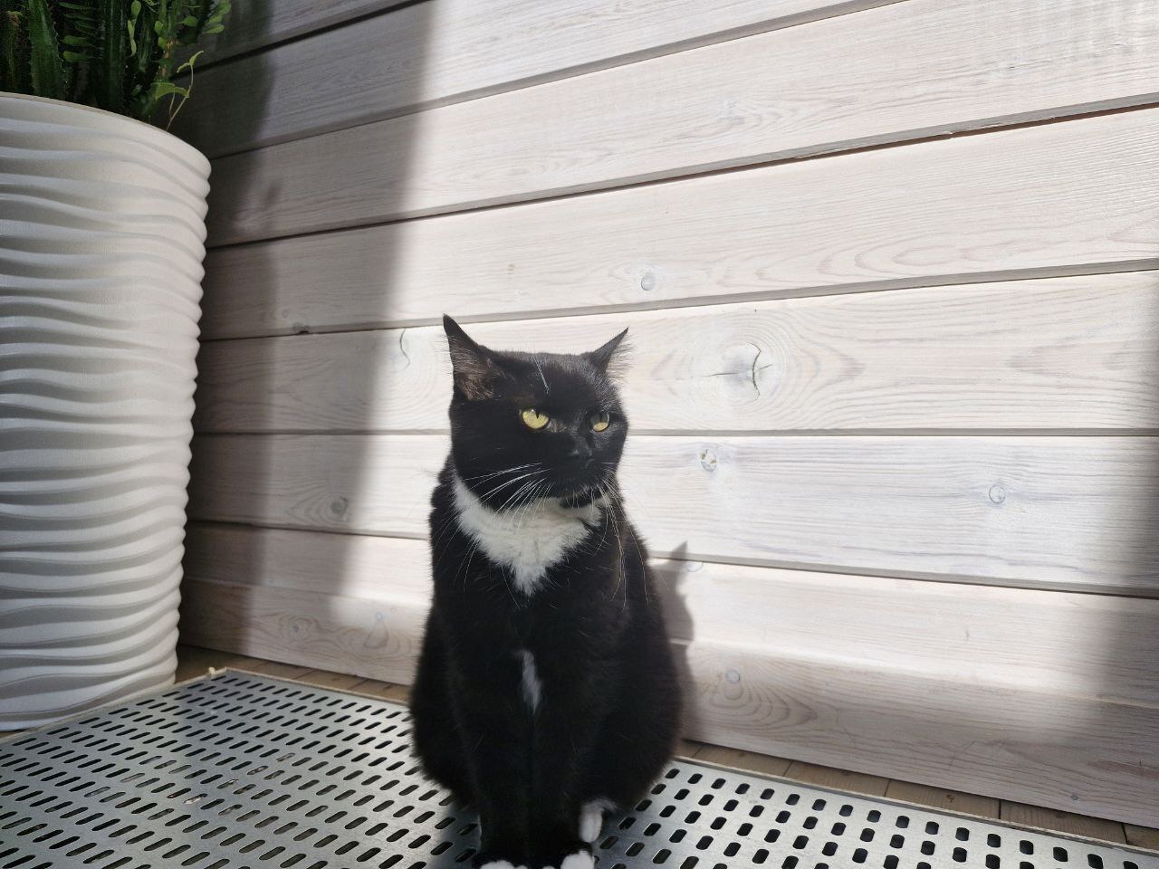 Greetings from the new home from Tamara, who was thrown out at the bus stop. She went to the Pikabushnik family and thawed out) - My, Animal Rescue, Tosno, cat, Helping animals, Found a home, It Was-It Was, Video, Vertical video, Longpost