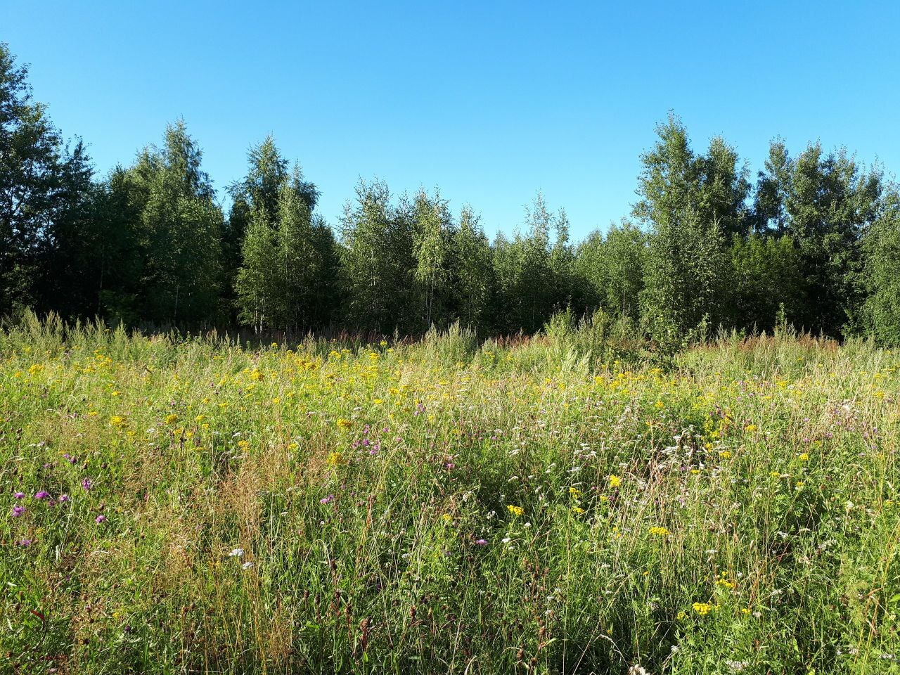 Potemkin villages in the protected area “Krylatskie Kholmy” in Krylatskoye as part of the construction of a sports cluster on the lands of the protected area - Krylatskoye, Sergei Sobyanin, Vladimir Putin, Ecological catastrophy, Ecology, The crime, wildlife, Nature, City walk, Town, Moscow, Life stories, Direct line with Putin, Video, Vertical video, Telegram (link), Longpost