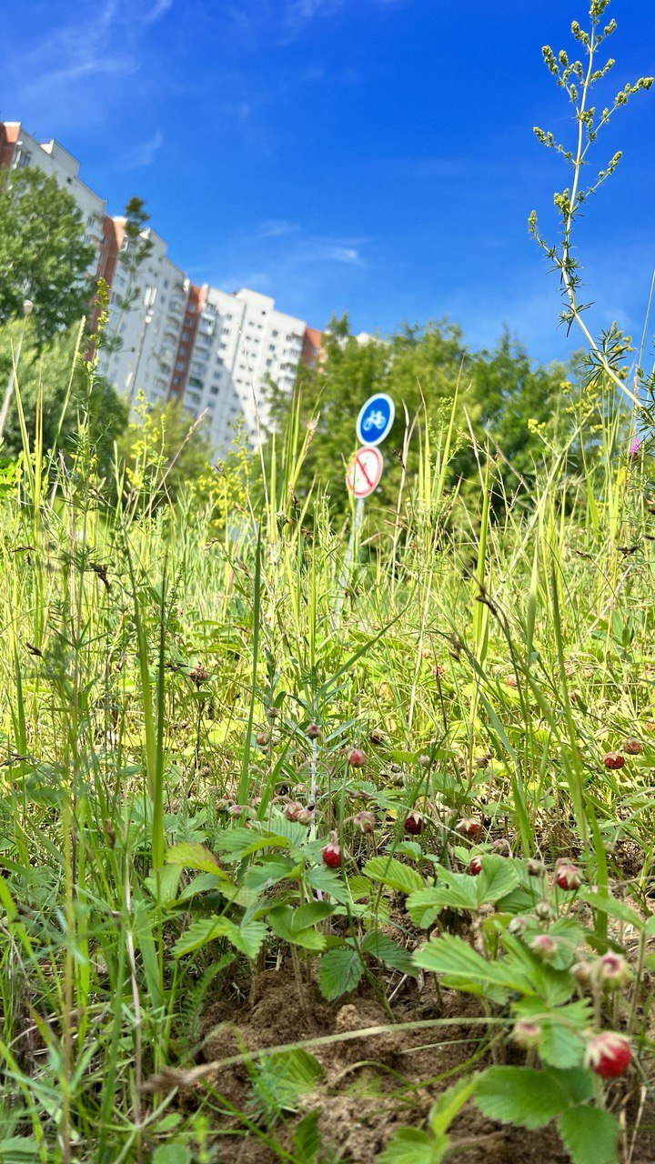 Potemkin villages in the protected area “Krylatskie Kholmy” in Krylatskoye as part of the construction of a sports cluster on the lands of the protected area - Krylatskoye, Sergei Sobyanin, Vladimir Putin, Ecological catastrophy, Ecology, The crime, wildlife, Nature, City walk, Town, Moscow, Life stories, Direct line with Putin, Video, Vertical video, Telegram (link), Longpost