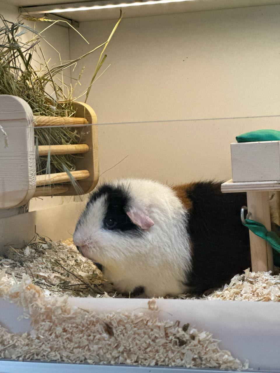 Experience of keeping guinea pigs - My, Personal experience, Animals, Guinea pig, Longpost