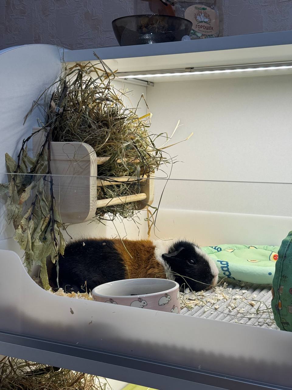 Experience of keeping guinea pigs - My, Personal experience, Animals, Guinea pig, Longpost