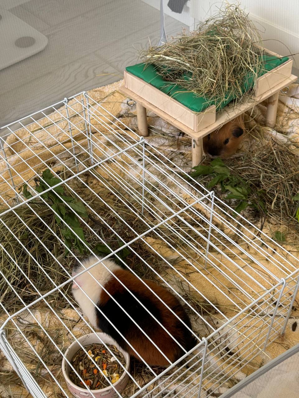 Experience of keeping guinea pigs - My, Personal experience, Animals, Guinea pig, Longpost