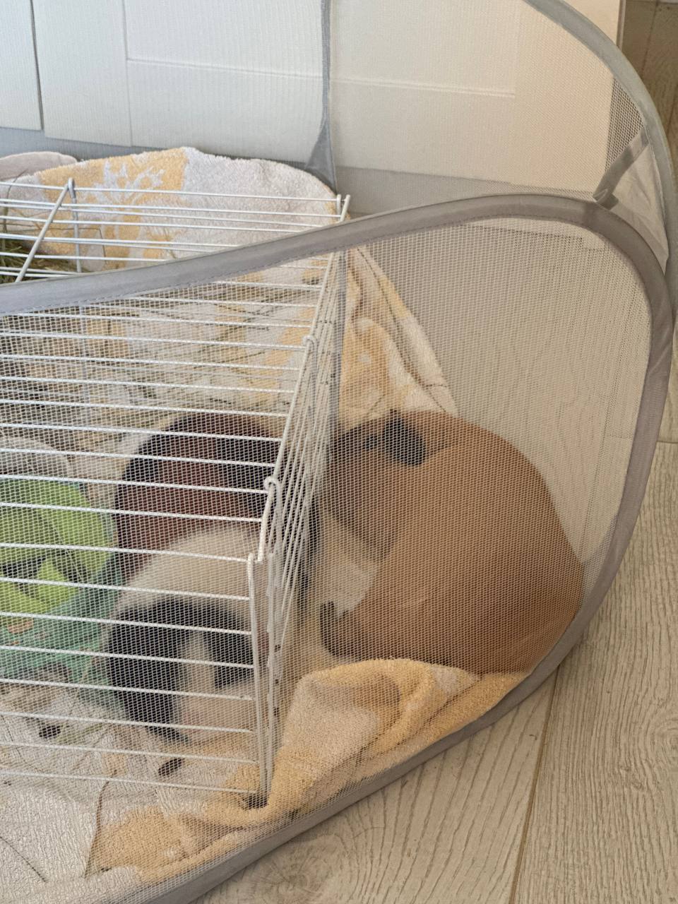 Experience of keeping guinea pigs - My, Personal experience, Animals, Guinea pig, Longpost