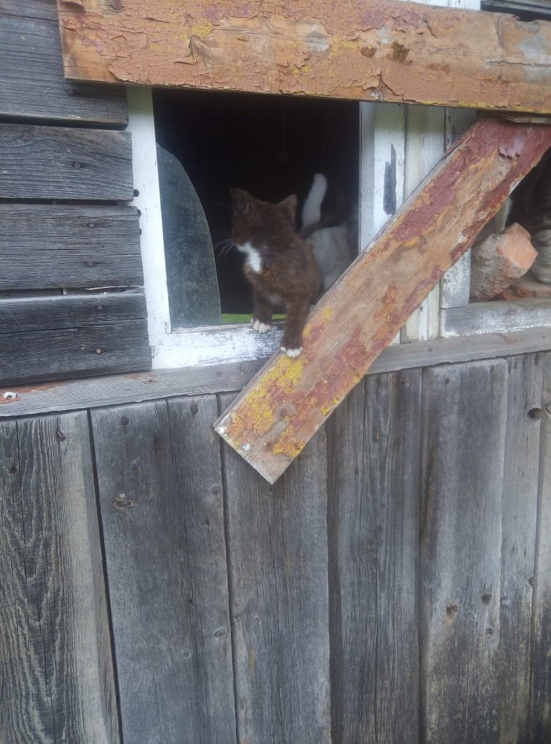 A cat with kittens was thrown into an abandoned house! No one to feed them - The rescue, Homeless animals, cat, In good hands, Kittens, Kaluga region, Moscow region, Russia, The strength of the Peekaboo, No rating, VKontakte (link), Longpost