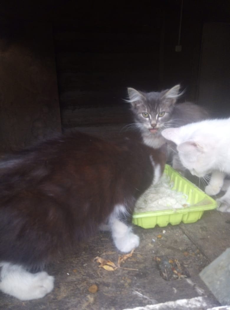 A cat with kittens was thrown into an abandoned house! No one to feed them - The rescue, Homeless animals, cat, In good hands, Kittens, Kaluga region, Moscow region, Russia, The strength of the Peekaboo, No rating, VKontakte (link), Longpost