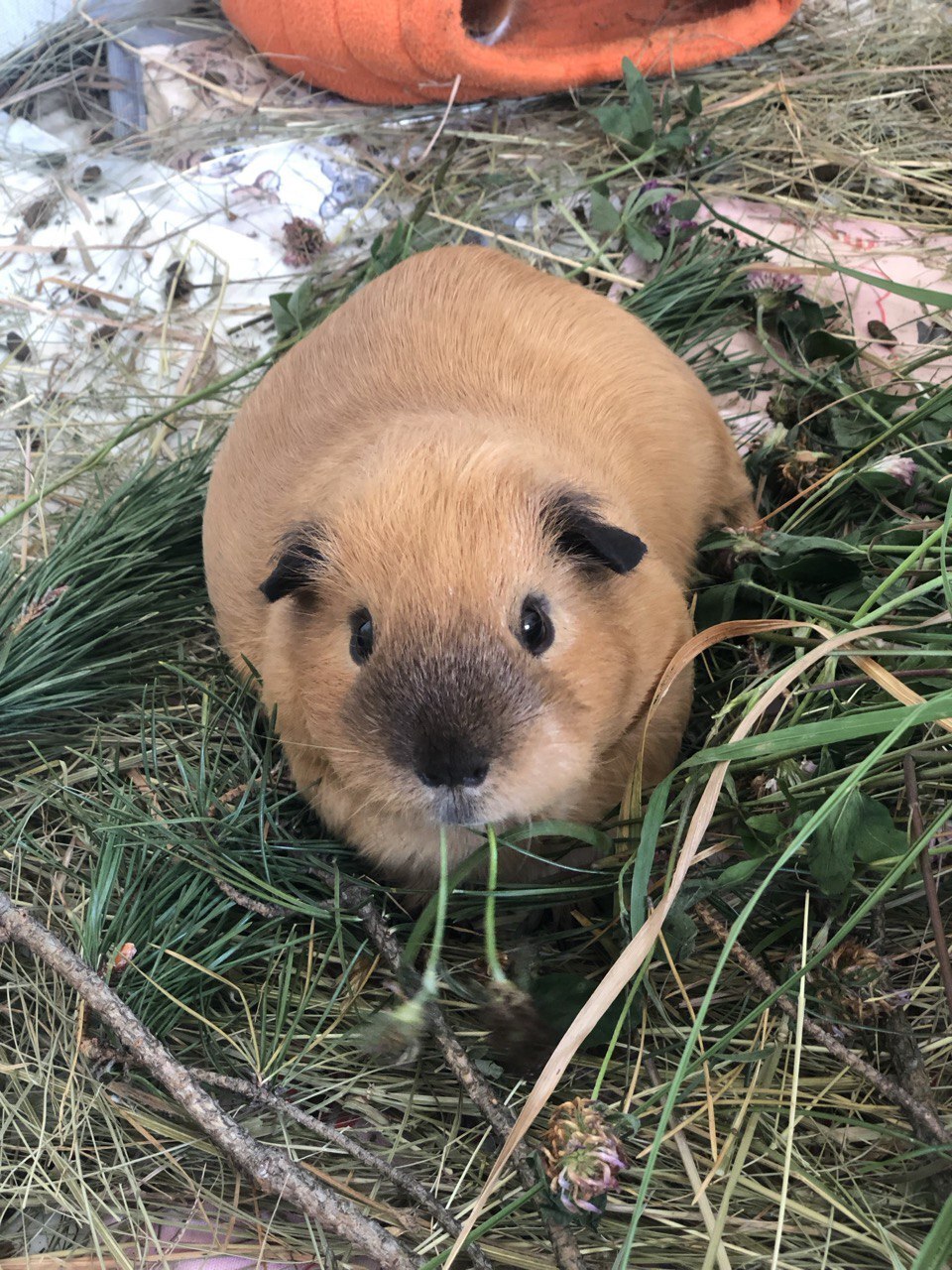 Experience of keeping guinea pigs - My, Personal experience, Animals, Guinea pig, Longpost