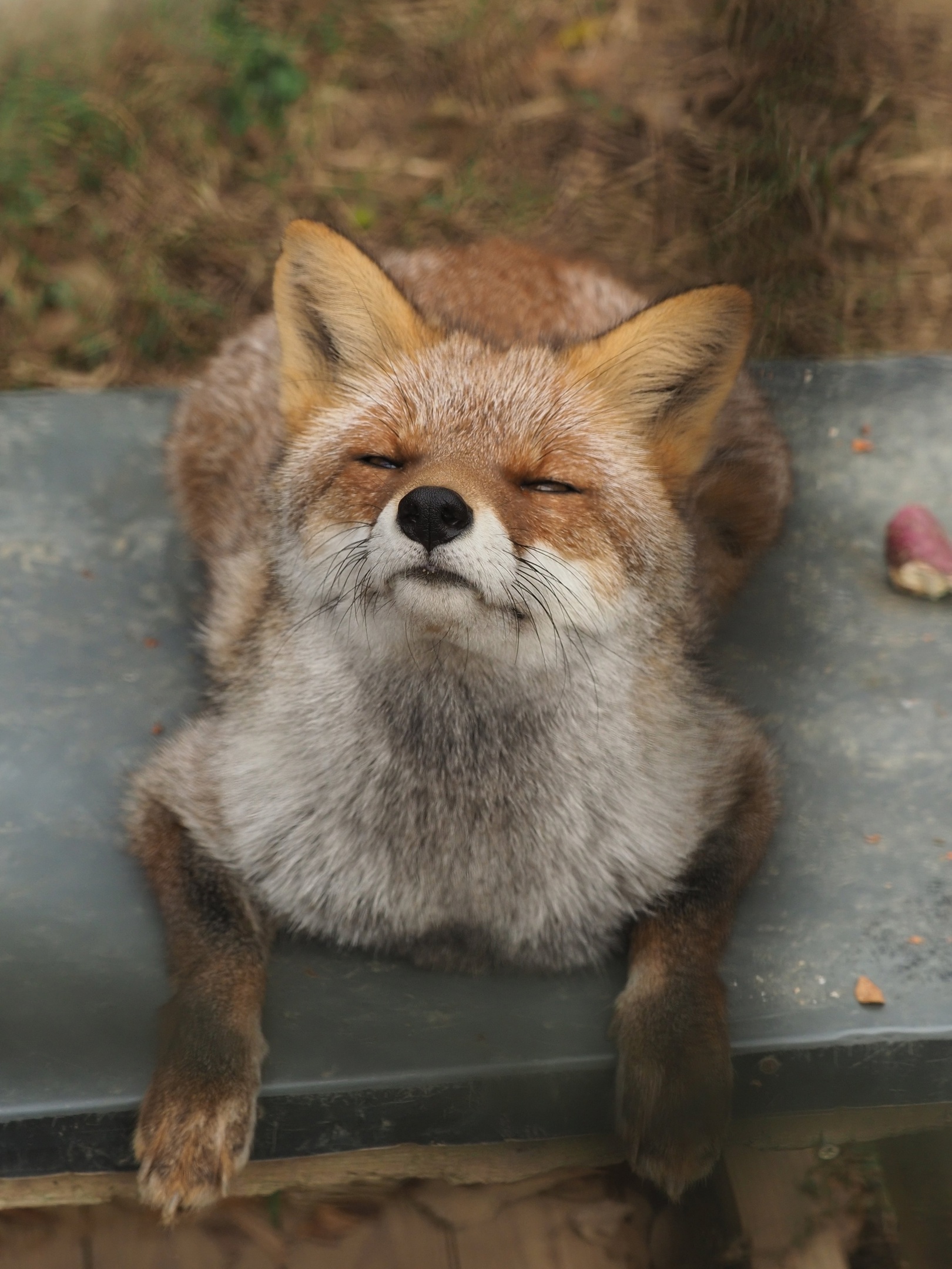 Boy, do you have anything? - The photo, Fox, Animals, In the animal world