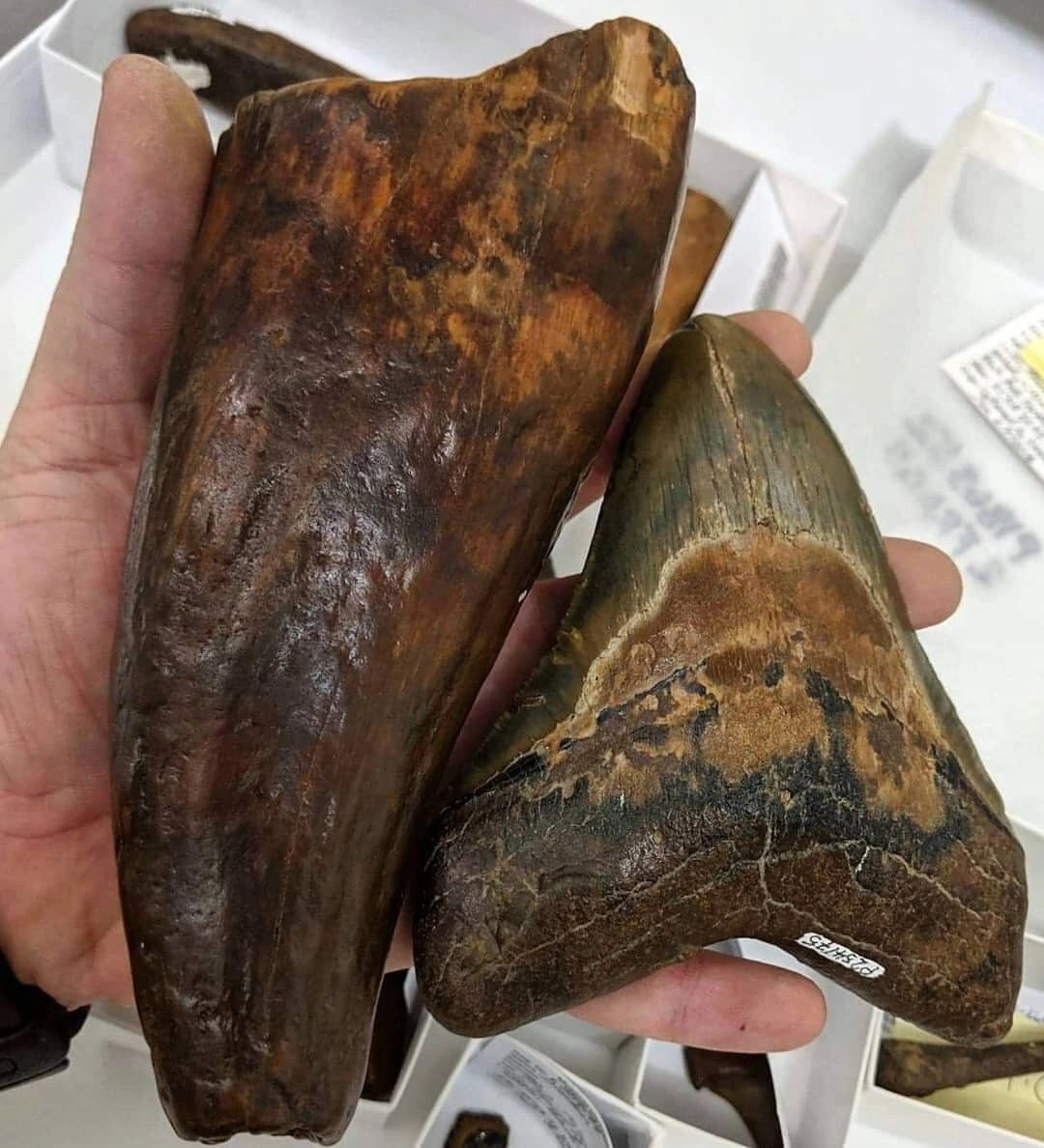 Teeth of extinct giants - Paleontology, Fossils, Megalodon, Whale, Biology, Telegram (link)