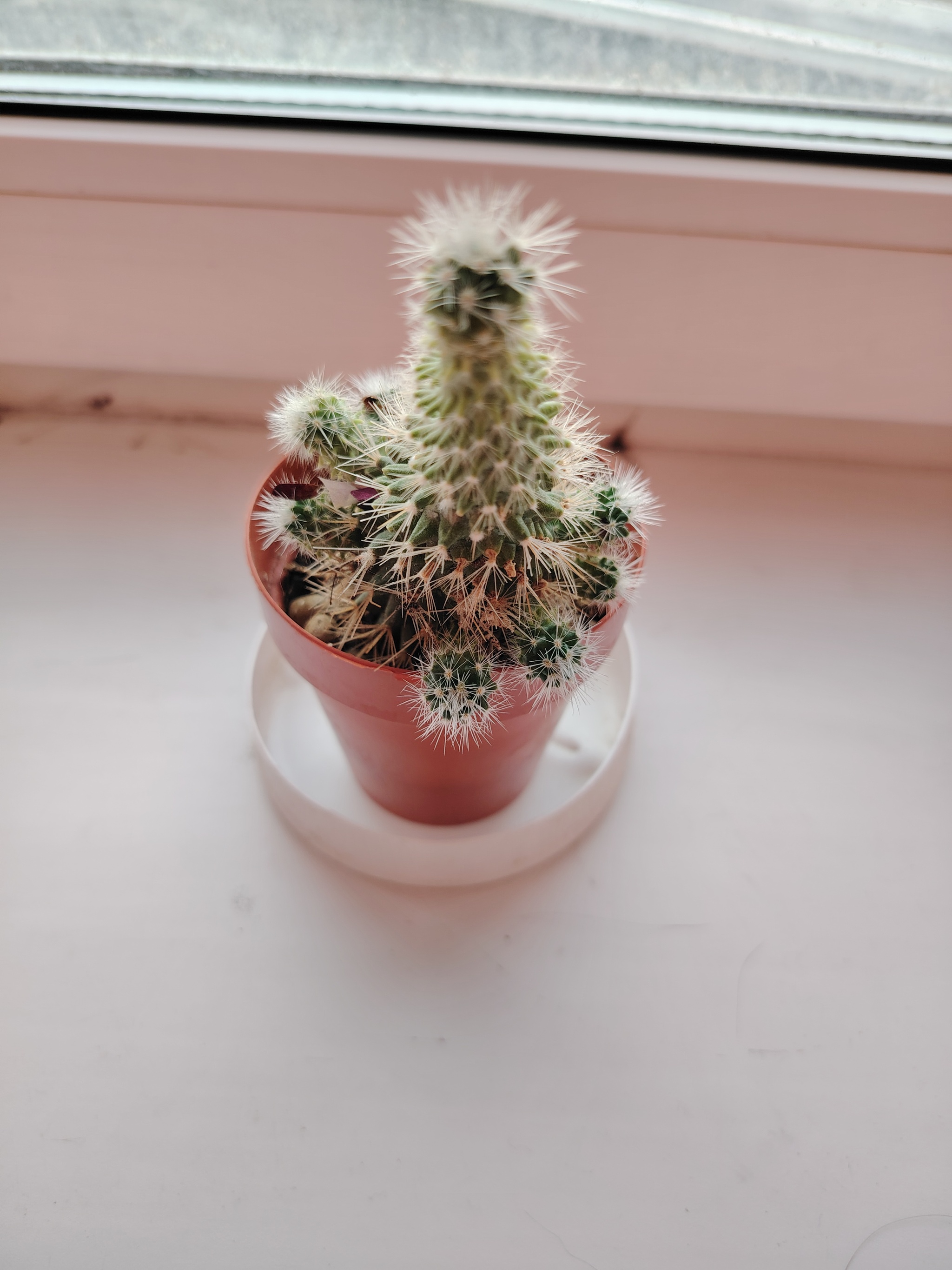 What kind of cactus is this? - My, Cactus, Need advice, Plants, Hobby, What's this?, Longpost