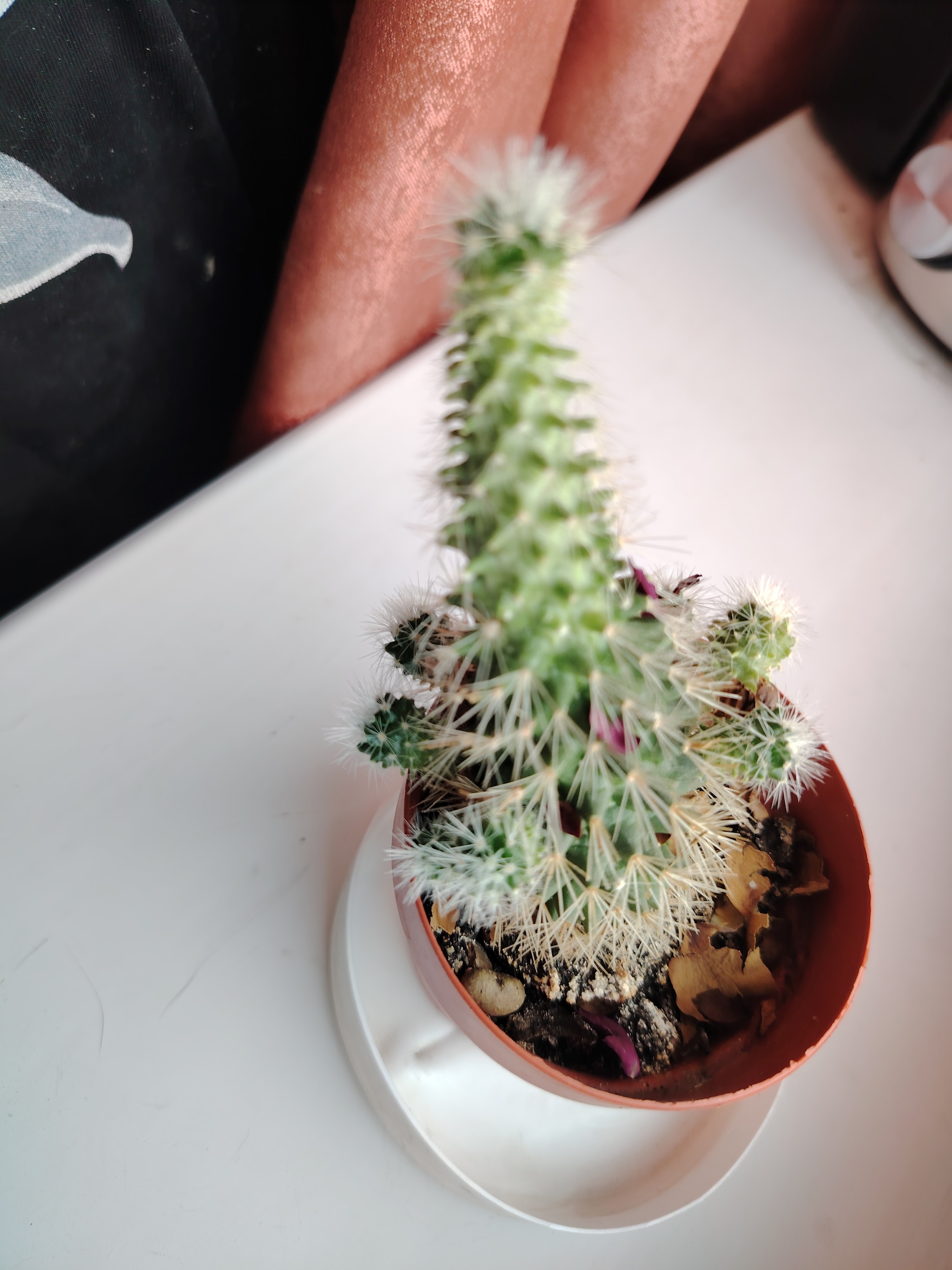 What kind of cactus is this? - My, Cactus, Need advice, Plants, Hobby, What's this?, Longpost