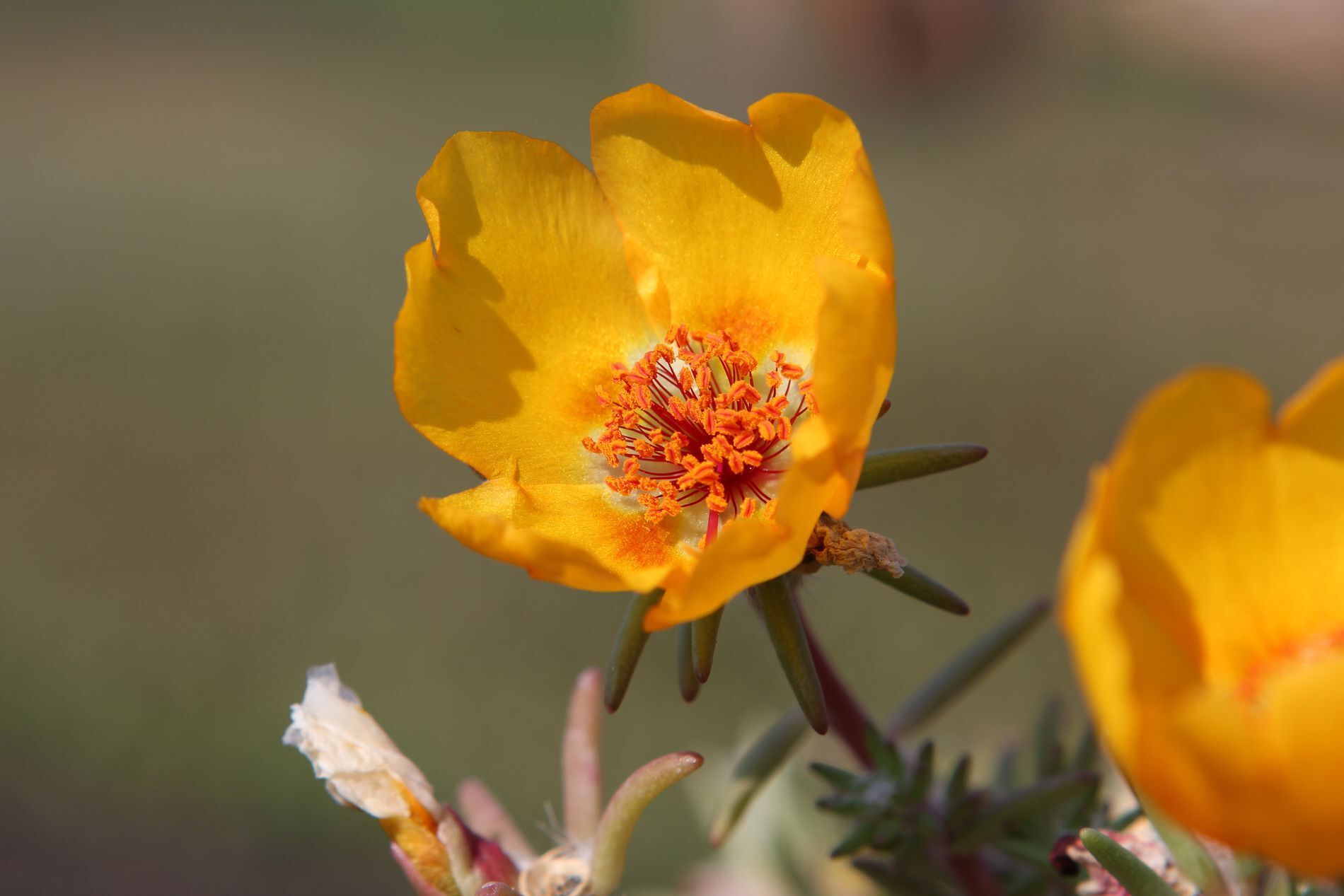 Beautiful flower - My, The photo, Nature, Flowers