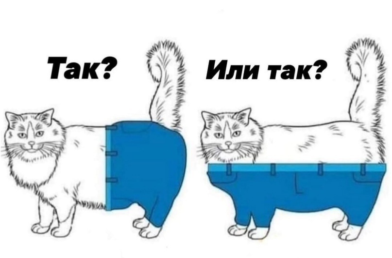 Now to the important news! If cats wore pants, how would they do it?) - Picture with text, Humor, cat