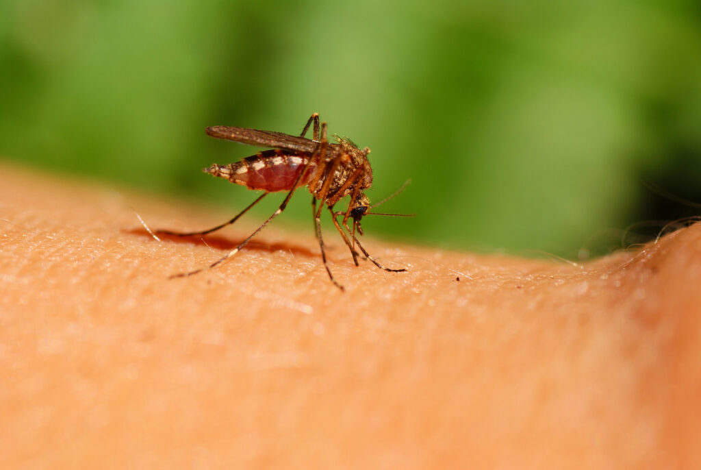 Gel that prevents mosquito bites and breeding causes a stir - Israel, Startup, Technologies, The medicine, Gel, A bite of an insect, Mosquitoes, University, Scientists, Research, The science, Inventions, Patent, Longpost