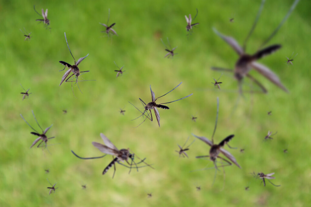 Gel that prevents mosquito bites and breeding causes a stir - Israel, Startup, Technologies, The medicine, Gel, A bite of an insect, Mosquitoes, University, Scientists, Research, The science, Inventions, Patent, Longpost