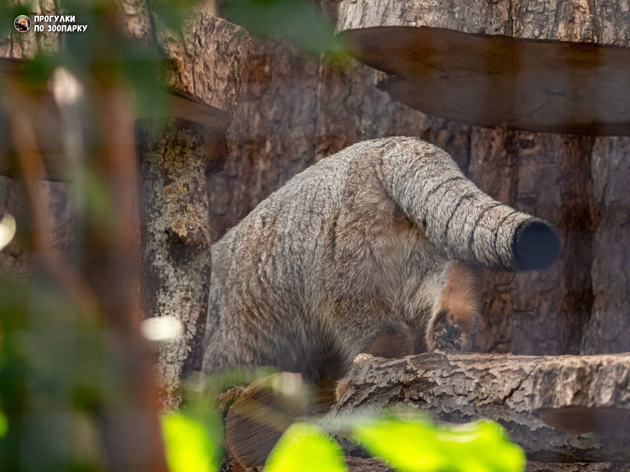 The feeding is in full swing - Pallas' cat, Small cats, Cat family, Wild animals, Predatory animals, Zoo, Leningrad Zoo, The photo, Telegram (link), Longpost