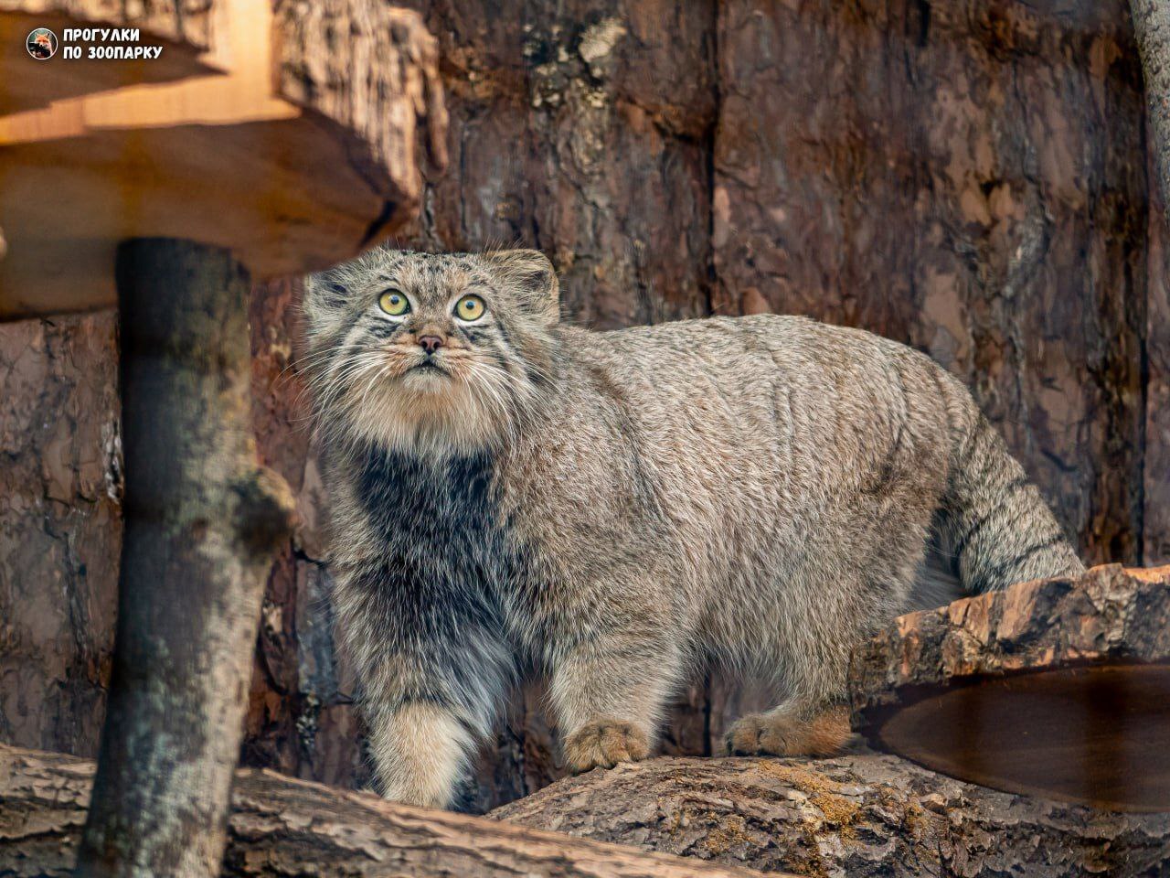 The feeding is in full swing - Pallas' cat, Small cats, Cat family, Wild animals, Predatory animals, Zoo, Leningrad Zoo, The photo, Telegram (link), Longpost