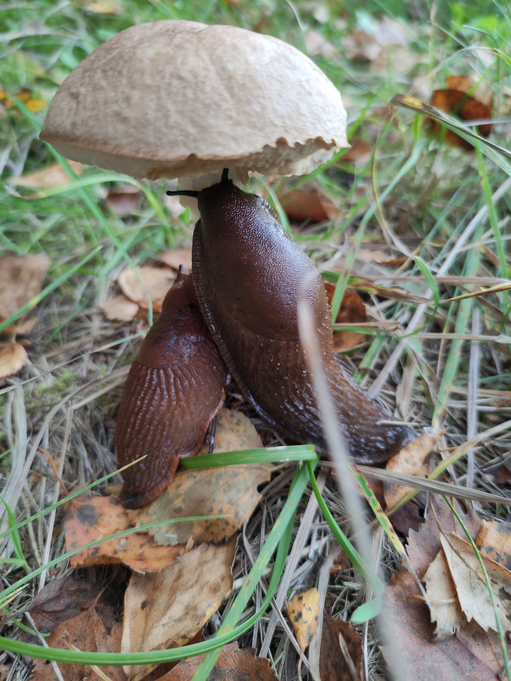 Date on a mushroom - My, Mushrooms, Slug, Date