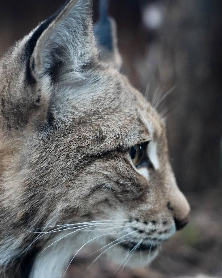 Lynxes are very photogenic - European lynx, Photogenic, The photo, Moscow Zoo, Lynx, Predatory animals, Cat family, Wild animals, Small cats, Telegram (link)