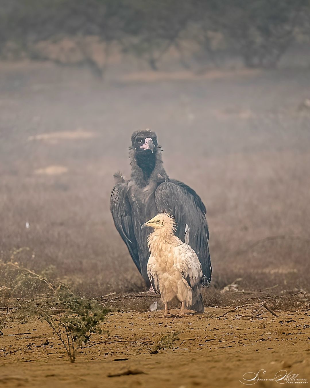 Egyptian Vulture with Black Vulture in the background - Endangered species, Vulture, Birds, Predator birds, Wild animals, wildlife, India, The photo, Vulture