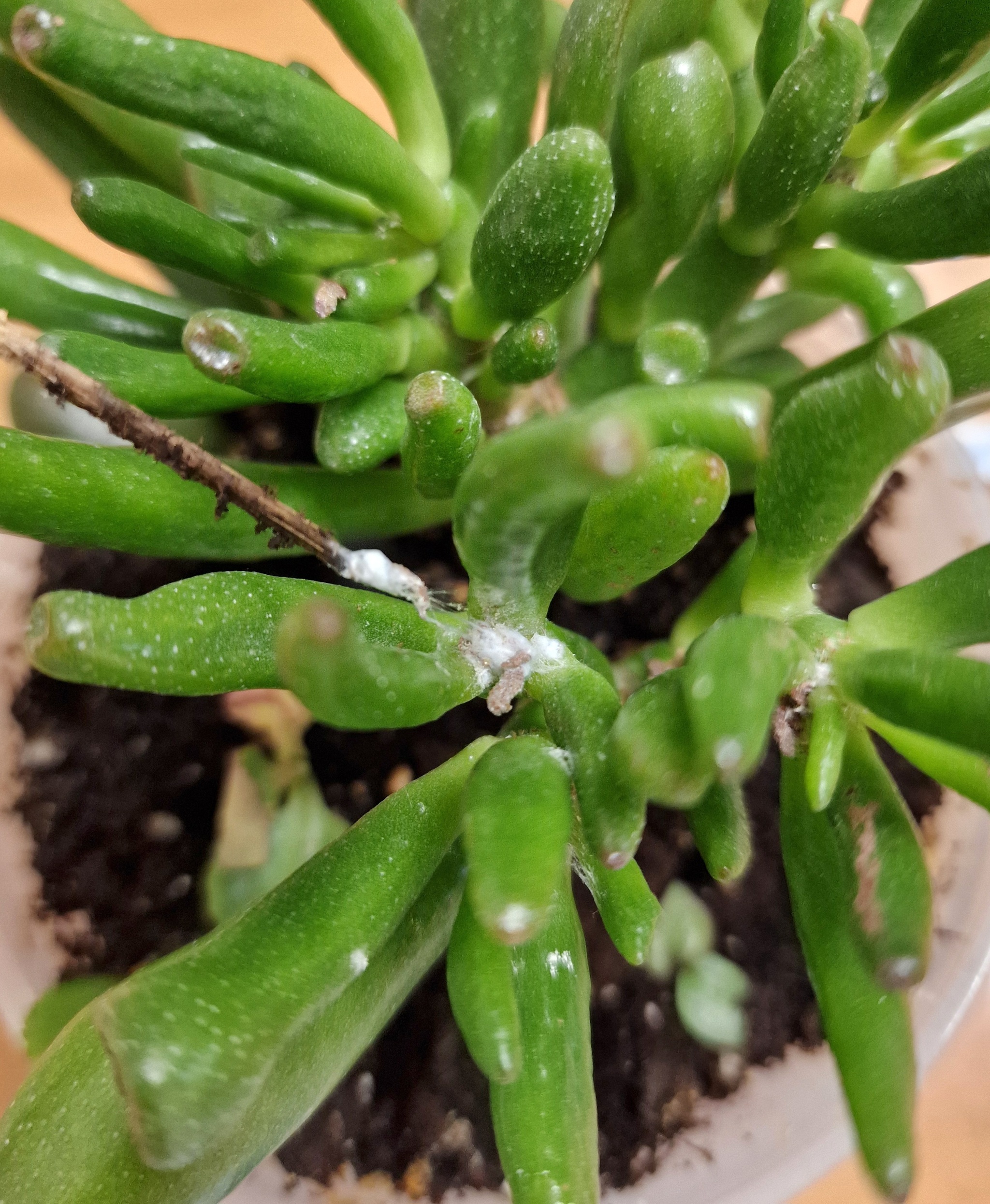 Well hello, mealybug. - My, Plants, Houseplants, Succulents, Pests, Treatment, Garden, Gardening, Gardener, Gardener, Longpost