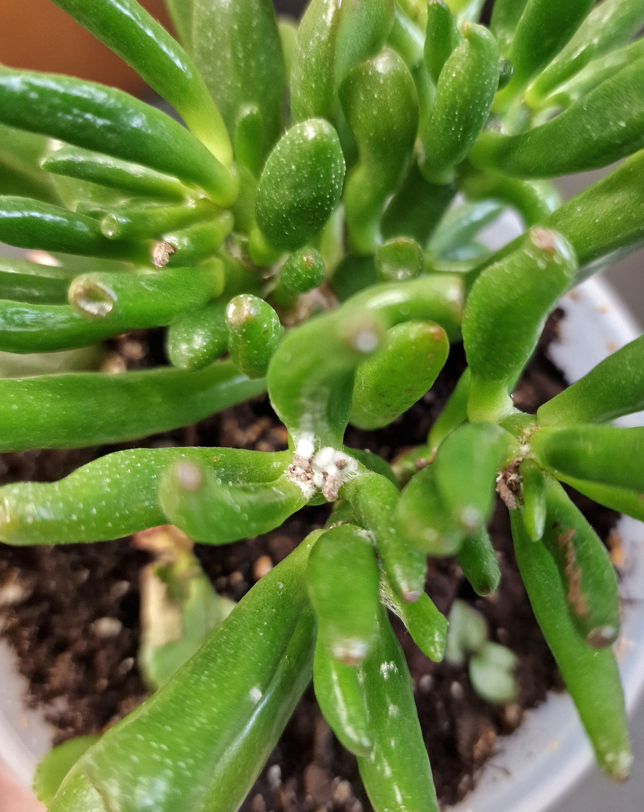 Well hello, mealybug. - My, Plants, Houseplants, Succulents, Pests, Treatment, Garden, Gardening, Gardener, Gardener, Longpost