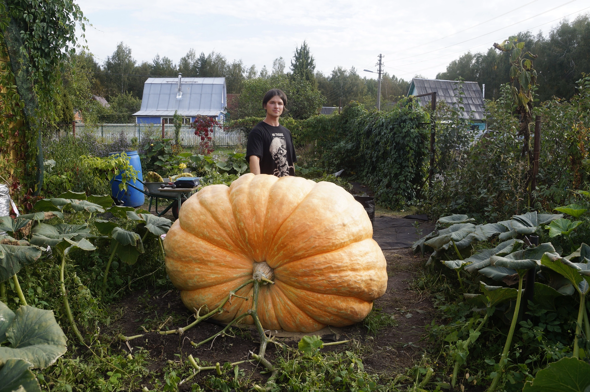 Pumpkin 800kg+? - My, Vegetables, Garden, Gardening, Garden, Plants, Big size, Longpost, Giants