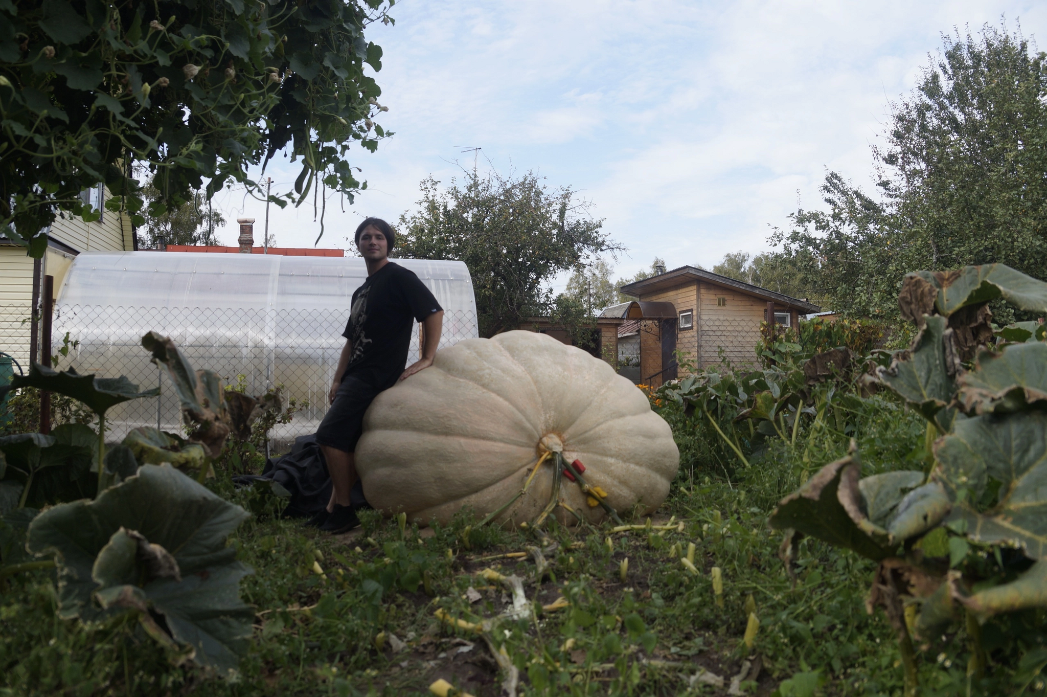 Pumpkin 800kg+? - My, Vegetables, Garden, Gardening, Garden, Plants, Big size, Longpost, Giants